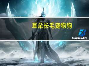 耳朵长毛宠物狗