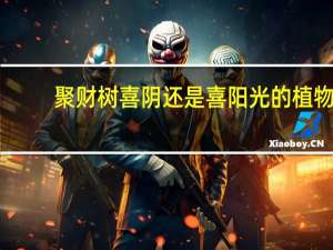 聚财树喜阴还是喜阳光的植物