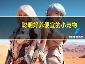 聪明好养便宜的小宠物