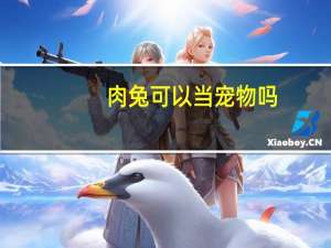 肉兔可以当宠物吗