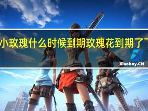 肖战小玫瑰什么时候到期 玫瑰花到期了下句是什么