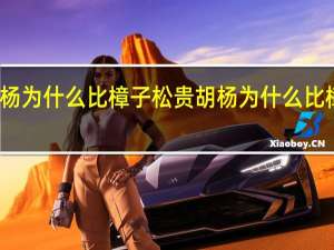 胡杨为什么比樟子松贵 胡杨为什么比樟子松贵