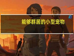 能够群居的小型宠物