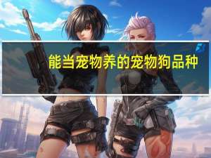 能当宠物养的宠物狗品种