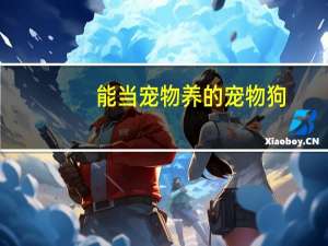 能当宠物养的宠物狗