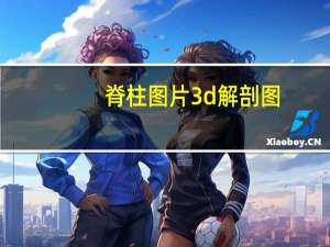 脊柱图片3d解剖图（脊柱解剖图）