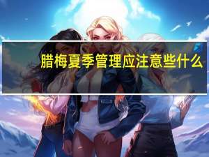 腊梅夏季管理应注意些什么