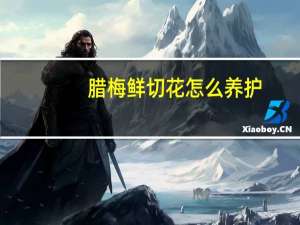 腊梅鲜切花怎么养护