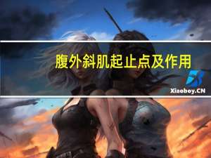 腹外斜肌起止点及作用（腹外斜肌起止点）