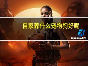 自家养什么宠物狗好呢