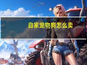 自家宠物狗怎么卖
