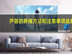 芦荟的养殖方法和注意事项盆栽（芦荟的养殖方法和注意事项有哪些）