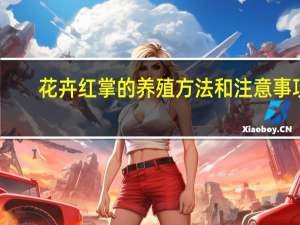 花卉红掌的养殖方法和注意事项