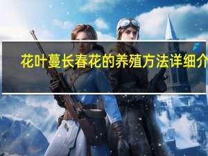 花叶蔓长春花的养殖方法详细介绍