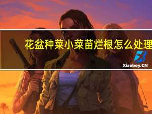 花盆种菜小菜苗烂根怎么处理