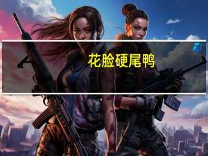 花脸硬尾鸭(关于花脸硬尾鸭简述)