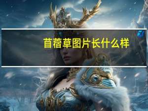 苜蓿草图片长什么样（苜蓿草图片）