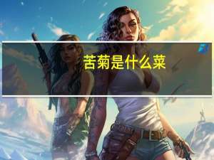 苦菊是什么菜
