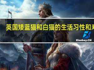 英国矮蓝猫和白猫的生活习性和寿命