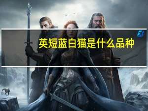 英短蓝白猫是什么品种