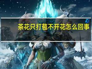茶花只打苞不开花怎么回事
