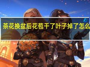 茶花换盆后花苞干了叶子掉了怎么回事