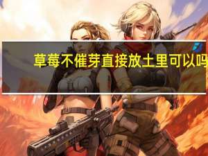 草莓不催芽直接放土里可以吗
