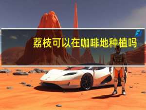 荔枝可以在咖啡地种植吗