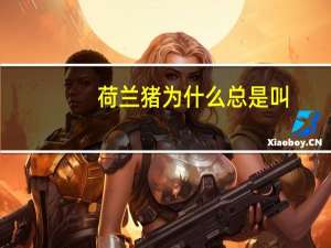 荷兰猪为什么总是叫