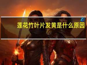 莲花竹叶片发黄是什么原因