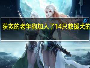 获救的老年狗加入了14只救援犬的家庭