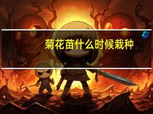 菊花苗什么时候栽种
