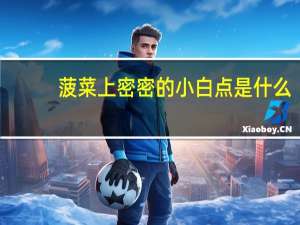 菠菜上密密的小白点是什么
