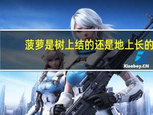 菠萝是树上结的还是地上长的