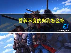 营养不良的狗狗怎么补