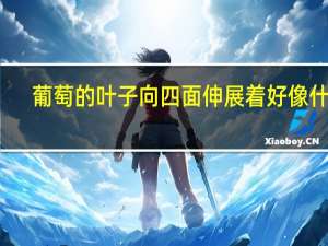 葡萄的叶子向四面伸展着好像什么
