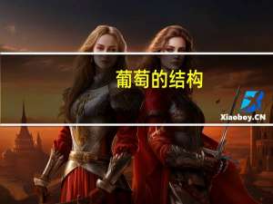 葡萄的结构