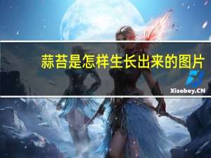 蒜苔是怎样生长出来的图片（蒜苔是怎样生长出来的）