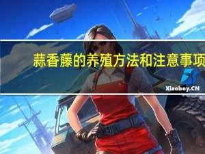 蒜香藤的养殖方法和注意事项