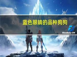 蓝色眼睛的品种狗狗