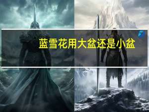 蓝雪花用大盆还是小盆