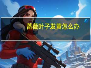 蔷薇叶子发黄怎么办
