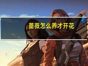 蔷薇怎么养才开花