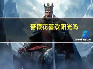 蔷薇花喜欢阳光吗