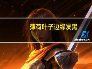 薄荷叶子边缘发黑
