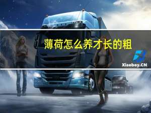 薄荷怎么养才长的粗