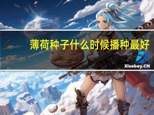 薄荷种子什么时候播种最好