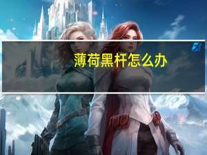 薄荷黑杆怎么办