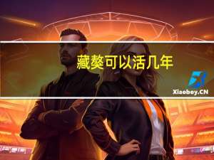 藏獒可以活几年