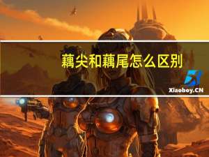 藕尖和藕尾怎么区别